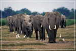 Elephant Eléphant Elefanten , Postal Stationery -- Articles Postaux -- Postsache F   (A24-014) - Eléphants