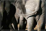 Elephant Eléphant Elefanten , Postal Stationery -- Articles Postaux -- Postsache F   (A24-016) - Elephants