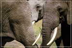 Elephant Eléphant Elefanten , Postal Stationery -- Articles Postaux -- Postsache F   (A24-017) - Elephants
