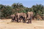 Elephant Eléphant Elefanten , Postal Stationery -- Articles Postaux -- Postsache F   (A24-018) - Elefanten