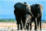 Elephant Eléphant Elefanten , Postal Stationery -- Articles Postaux -- Postsache F   (A24-022) - Elephants
