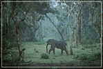 Elephant Eléphant Elefanten , Postal Stationery -- Articles Postaux -- Postsache F   (A24-025) - Elephants