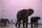 Elephant Eléphant Elefanten , Postal Stationery -- Articles Postaux -- Postsache F   (A24-026) - Eléphants