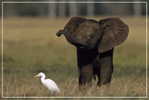 Elephant Eléphant Elefanten , Postal Stationery -- Articles Postaux -- Postsache F   (A24-028) - Elefanten