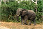 Elephant Eléphant Elefanten , Postal Stationery -- Articles Postaux -- Postsache F   (A24-029) - Elephants