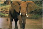 Elephant Eléphant Elefanten , Postal Stationery -- Articles Postaux -- Postsache F   (A24-031) - Elephants