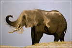Elephant Eléphant Elefanten , Postal Stationery -- Articles Postaux -- Postsache F   (A24-033) - Elephants