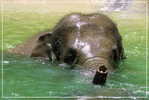 Elephant Eléphant Elefanten , Postal Stationery -- Articles Postaux -- Postsache F   (A24-037) - Eléphants