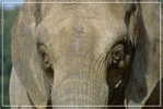 Elephant Eléphant Elefanten , Postal Stationery -- Articles Postaux -- Postsache F   (A24-038) - Elefanten