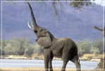 Elephant Eléphant Elefanten , Postal Stationery -- Articles Postaux -- Postsache F   (A24-040) - Eléphants