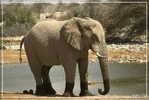 Elephant Eléphant Elefanten , Postal Stationery -- Articles Postaux -- Postsache F   (A24-041) - Elephants