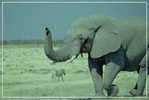 Elephant Eléphant Elefanten , Postal Stationery -- Articles Postaux -- Postsache F   (A24-042) - Elefanti