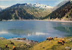 CP Arèches  Alpage Au Lac De St Guerin Saint  73 Savoie Vaches Troupeau Elevage - Valmorel