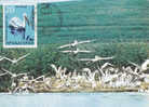 Bulgaria,birds Pelican,1990, Maxicard,carte Maximum - Rare!!. - Pelícanos