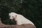 Polar Bear , Postal Stationery -- Articles Postaux -- Postsache F   (A22-003) - Orsi