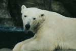 Polar Bear , Postal Stationery -- Articles Postaux -- Postsache F   (A22-005) - Beren