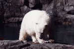 Polar Bear , Postal Stationery -- Articles Postaux -- Postsache F   (A22-006) - Orsi