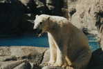 Polar Bear , Postal Stationery -- Articles Postaux -- Postsache F   (A22-008) - Beren