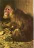 Sileno (Macaca Albibarbata) Ordine:primati Famiglia:Cercopitecidi Estratto Da "nel Mondo Della Natura" - Monkeys