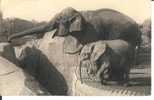 294 - Un éléphant D'Asie Femelle Et Micheline, Jeune Eléphant D'afrique - Elefanten