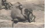 186  - Une Famille De Singes Hamadryas - Scimmie