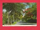 Typical Nassau Road Scene (AM76) - - Bahamas