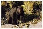 Our Noir Black Bear  From Vancouver Island British Columbia, Canada. - Bears