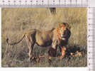 LION - Le Repas Du Lion -  Faune Africaine  - N°  5 035 - Leeuwen