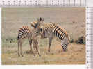 ZEBRES  -  Faune Africaine - N°   4 291 - Zebras