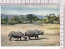 RHINOCEROS  -  Faune Africaine - N°   4 062 - Rinoceronte