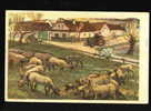 TRACTOR CYCLING LAMB - VILLAGE CZECH By MALOVAL MATAS Pc 23486 - Tractors