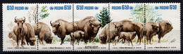 Poland 1981 MiNr. 2764 - 2768 Polen Animals, Bison (Bison Bonasus), Belovezhskaya Pushcha  5v  MNH** 3.50 € - Cows