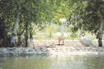 SAINT AMBROIX   ST JULIEN DE CASSAGNAS  Parc Ornithologique  Cygnes Sauvages - Saint-Ambroix