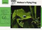 Frogs / Wallace`s Flying Frog / Special Cards (postcards) With Printed Explanation From The Back Side (exponats) - Grenouilles