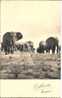 Eléphants - Meilleurs Voeux - Elephants