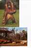 (1006) - 2 Carte Oran Outan - 2 Orangutan Postcard - Monkeys