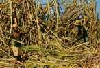 Haiti - Canne à Sucre - Sugar Cane - Agriculture - Neuve - État TB - 2 Scans - Haïti