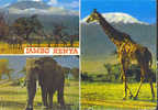 A1876 Jambo Kenia - Elefante - Giraffa - Zebre  / Viaggiata - Kenya