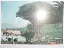 4996 ICOD DRAGO TEIDE TENERIFE  RARA CANARIAS CANARY ISLANDS POSTAL AÑOS 1960 MAS EN MI TIENDA - Fuerteventura