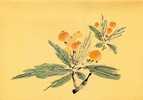 Folder Taiwan 1996 Ancient Chinese Engraving Painting Series Stamps 4-3 - Fruit Vegetable Orange Lotus - Ongebruikt