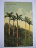 Bermuda    Royal Palms    Circa 1907 - Bermuda