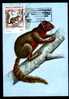 Mozambique Carte Maximum With Rodents Squirrel 1983. - Nager