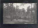 Malaisie Carte Photo éditée  Malay Kampongs Malaya , Cocotiers - Malesia