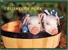 (42) Pig In A Bucket - Schweine