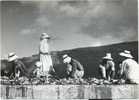 ISLAS CANARIAS  . LA GRACIOSA . LE SECHAGE DU POISSON . CARTE PHOTO - Fuerteventura