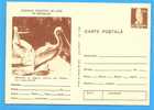 ROMANIA Postal Stationery Postcard 1977. Bird  Pelican Pelecanus Crispus - Pelícanos