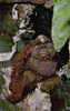 Orangutan Orang-Outan De Borneo & Sumatra - Animal Singe - Non Circulée - Monkeys