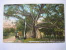 Jamaica     Tom Pringles Cotton Tree  Circa 1907 - Jamaica
