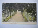 Jamaica   Path Way To Constant Spring Hotel  Circa 1910 - Jamaica