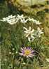 EDELWEISS - Etoile Des Alpes - Rhône-Alpes